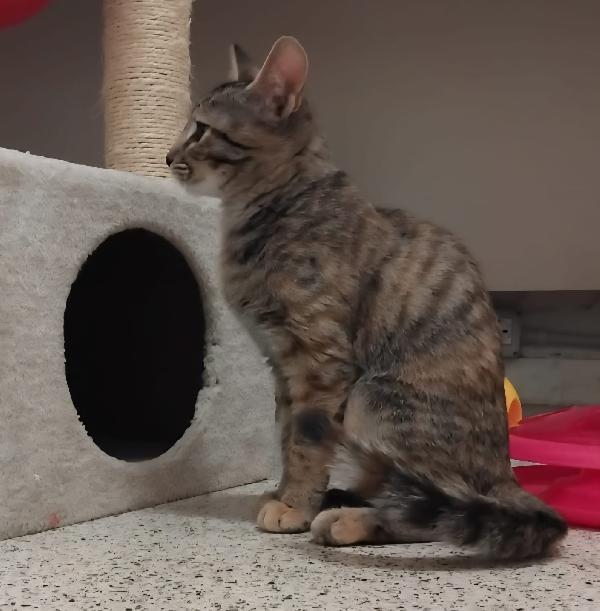 Nala & Falco scampati al peggio Foto 7